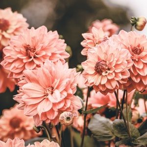 Meet your Posher, Dallas